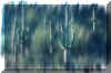 saguaro_rain.jpg (61704 bytes)