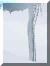 icicles_leg_FINAL_leg.jpg (50271 bytes)