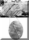 Photo_with_enlarged_circle.jpg (31200 bytes)