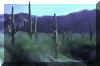 browns_canyon.jpg (70792 bytes)