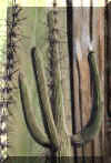 saguaro_life.jpg (104671 bytes)