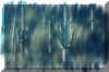 saguaro_rain.jpg (62289 bytes)