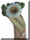 saguaro_sculpture.jpg (53363 bytes)