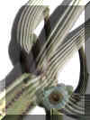 saguaros_mirage.jpg (55152 bytes)