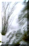snow_ocotillo.jpg (61591 bytes)