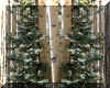 3_aspen_trunks_FINAL.jpg (219292 bytes)
