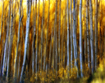 aspen