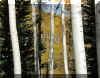 aspen_evergreen_window_FINA.jpg (172358 bytes)