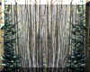 aspen_trunks_evergreen_side.jpg (237067 bytes)