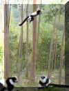 Madagascar_flying_lemur.jpg (157737 bytes)