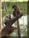 Madagascar_lemur_baby.jpg (103911 bytes)